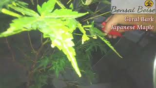 Coral Bark Japanese Maple PreBonsai trim [upl. by Krystalle]