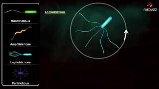 Flagella Arrangements  Arrangement of Bacterial Flagella [upl. by Willdon]