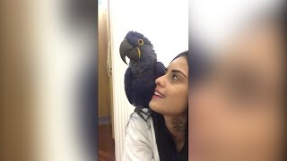 TATI ZAQUI CANTANDO MÚSICA PRA YARA [upl. by Oicram]