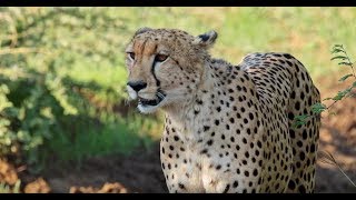 Tuningi Safari Lodge  Madikwe Game Reserve [upl. by Nap]