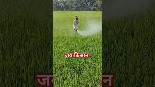 Insecticide SprayFarming FieldShort videoRanabhaja [upl. by Aitsirt829]