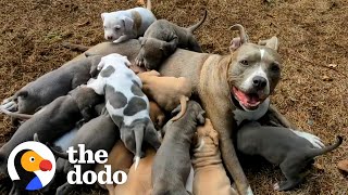 Couple Has No Idea Their Foster Dog Is Pregnant With Tons Of Puppies  The Dodo Foster Diaries [upl. by Leonardi550]