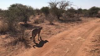 Cheetahs in Madikwe Game Reserve 2 [upl. by Newg867]