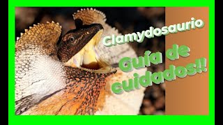 GUÍA completa del CLAMIDOSAURIO SON AGRESIVOS¿Chlamydosaurus kingii [upl. by Hitoshi]