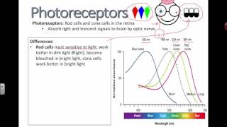 Photoreceptors IB Biology [upl. by Euqinaj]