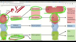 Neurodevelopment amp Embryology Nervous System In First Aid  Lec2 [upl. by Yreffej940]