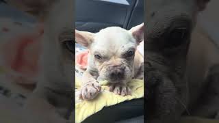 Overbred Malnourished Mange Covered Frenchie with Severe Dental disease STORY BELOW [upl. by Odeen285]