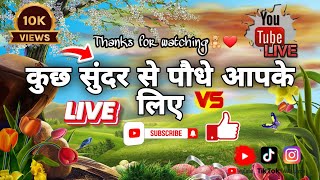 हमेशा चलने वाले कुछ प्लांट्सgarden nurserylive sharmanursery gardentrees gardeningplants [upl. by Arnulfo]