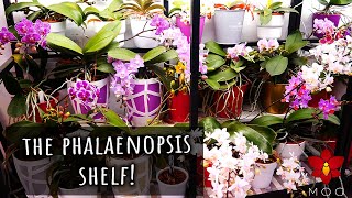 Mini Phalaenopsis Orchids Shelf Tour  How I grow my mini moth Orchids all year long [upl. by Noslien659]