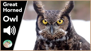 Great Horned Owl  Sounds [upl. by Suollecram]