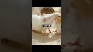 🐹 Guinea Pigs The Squeaky Little Cuddlers facts animals pets cuddles guineapig [upl. by Oniotna]