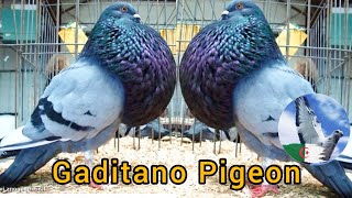 Beautiful Gaditano Pigeon [upl. by Pettit]