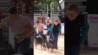 Krew and Karis showing in hog showmanship at The Final Drive showpigs pigs livestockshow [upl. by Eiwoh]