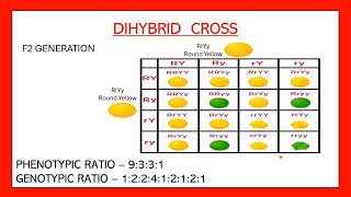 Dihybrid cross easy  Phenotypic and genotypic ratio of dihybrid cross  Heredity and evolution [upl. by Thurlow]