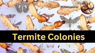 Introduction to Insect Taxonomy and Insect Identification  Part 18  Termites [upl. by Leler]