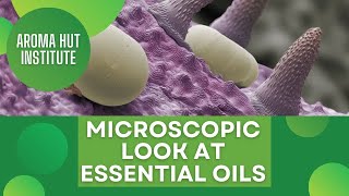 Microscopic Look at Essential Oils  How Essential Oils Are Made [upl. by Brownley]