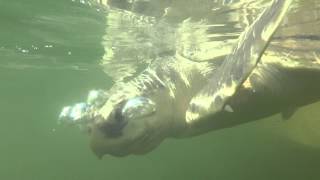 Kemps ridley sea turtle released with satellite tag [upl. by Ellehcsor]