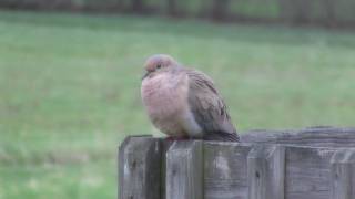 Mourning Dove Coo [upl. by Samella834]