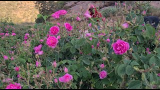 THE PROCESS OF MAKING ROSE OIL PERFUME [upl. by Darrin]