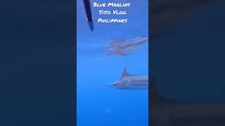 SPEARFISHING  BLUE MARLIN shortsSisidVlogspearfishing [upl. by Anilrats496]