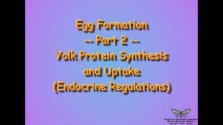 Vitellogenesis Endocrine Regulations [upl. by Sucramat]