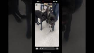 Which one are you taking cane corso or bully xl🤔 jaedirt subscribe canecorso bullyxl dogs [upl. by Ahsimat625]