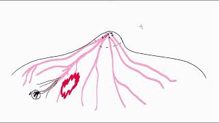 Principle of DTIDiffusion tensor imaging in breast cancer imaging [upl. by Omrelliug384]