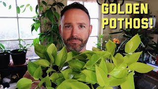 Golden Pothos Care Guide and New Project News  Epipremnun aureum [upl. by Eelaroc363]