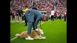 KIRK HERBSTREIT’S DOG MAKES A HEARTWARMING TV DEBUT [upl. by Atteve114]