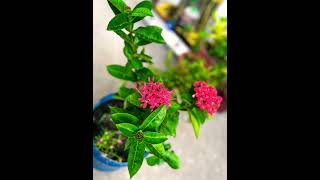 Ixora plant ki care aise kare [upl. by Meghann411]