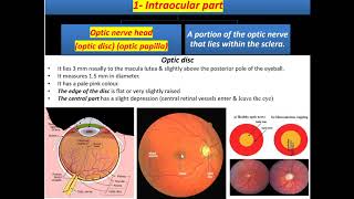 Optic nerve Eye 3 [upl. by Iroc529]