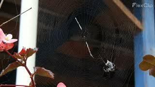 Spider wrapping its prey slow motion  Spider Web  Fly in Web [upl. by Link]