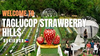 Highly Recommended  Tourist Destination in Taglucop Strawberry Hills Bukidnon [upl. by Nawoj452]