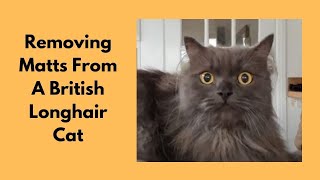 Removing Matts From A British Longhair Cat [upl. by Allanson]