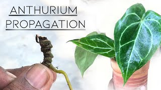 Anthurium magnificum Rare Plant 🍃 Propagation of Anthurium plant GreenStuff A Garden Cat  EP14 [upl. by Leshia]