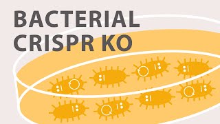 Gene Silencing Methods CRISPR vs TALENs vs RNAi [upl. by Yrocal788]