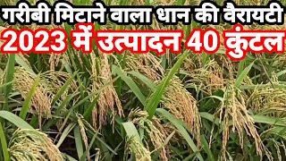 2023 में धूम मचाने वाला धान। JK seeds 2082। 40 क्विंटल उत्पादन देने वाली धान की वैरायटी। [upl. by Dari]