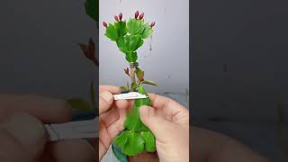 Try grafted method on Schlumbergera plant Schlumbergera grafting propagate [upl. by Eelanna]