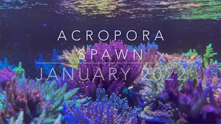 Frag Garage  Captive Acropora Spawn [upl. by Barbra700]