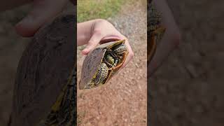 Red Eared slider outdoors [upl. by Rehpotirhc563]