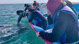 Baby Baja Gray Whale Lifted by Loving Mother Whale Up to Amazed Whale Watchers [upl. by Shay349]