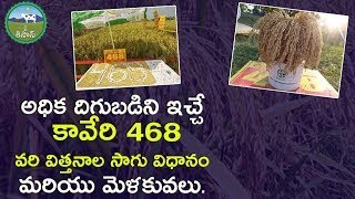 Kaveri 468 Hybrid Paddy Seed Cultivation Details in Telugu  agriculture  farming  Jai Kisan [upl. by Konstantin]