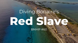 Diving Bonaires Red Slave [upl. by Nattie]