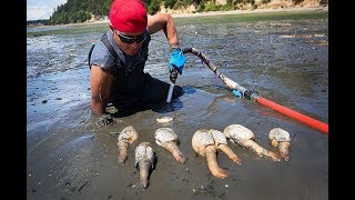 How to Dig a Geoduck at Washington Beach [upl. by Olyhs]