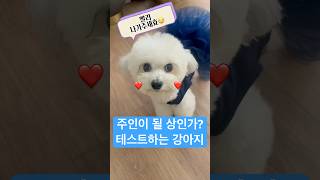 주인을 잘 만나는것도 복이라구 🐶 dog shorts [upl. by Etnecniv837]