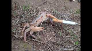 Crabs Smoking Cigarettes Song [upl. by Aldred]