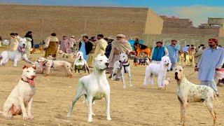 Pakistan ki sab sy mashoor dog 🐕 mandi  Biggest Dogs Market  Pk Animals vlog [upl. by Hazen]