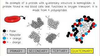 Proteins AP Biology [upl. by Immac]