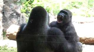 Gorillas Play Fighting [upl. by Ailimaj]