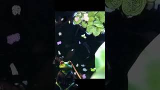 Guppy Tadpole Ponds Update 6 countrymusic hurricane survival [upl. by Eiramadnil]